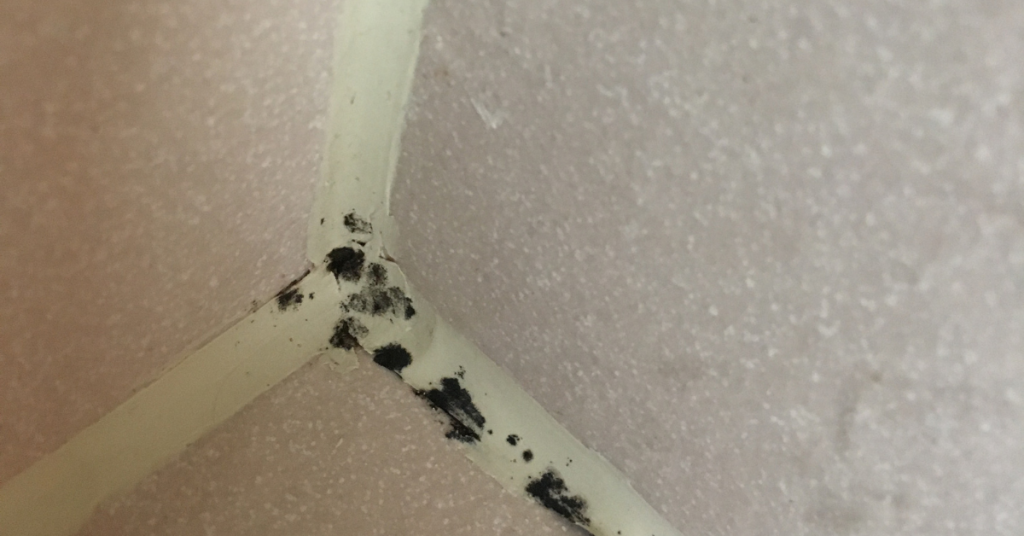 mould forming on tile grout